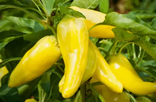 banana pepper is a popular substitute for green chilis.