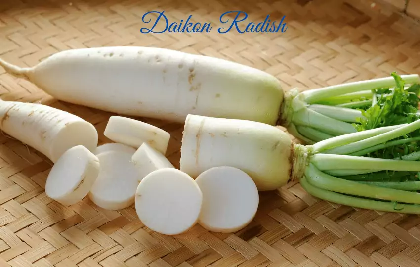 daikon radish is a popular japanese food and bitter in taste