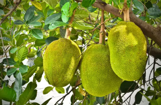 the image contains three jackfruits that hanging on the tree, which is a famous substitute for soy-free meat.