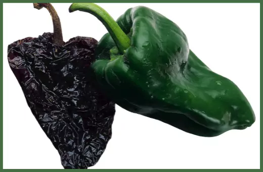 pasilla pepper is a good alternative for green chilis.