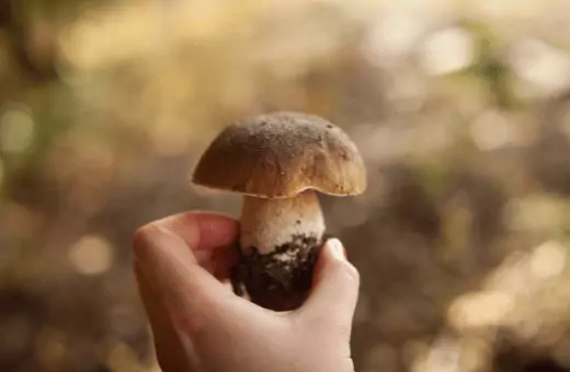 a hand holding a porcini mushroom in this image, which is one of the substitutes for shiitake mushrooms.