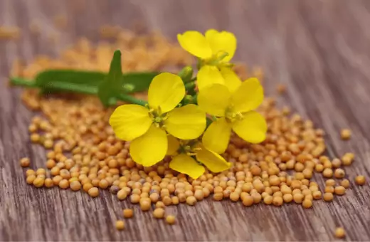 mustard powder substitute mustard seeds