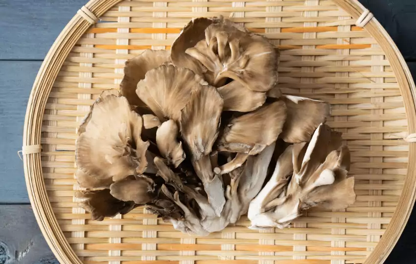 Maitake mushrooms, also popular as sheep's head mushrooms, are a type of edible fungi that belongs to the genus Grifola.