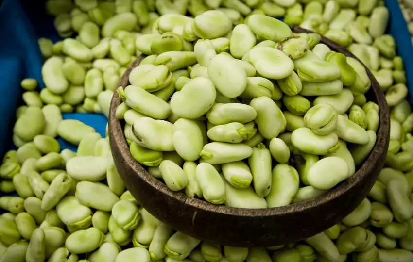 Fava beans, typically known as broad beans, are a variety of legumes popular throughout the world.