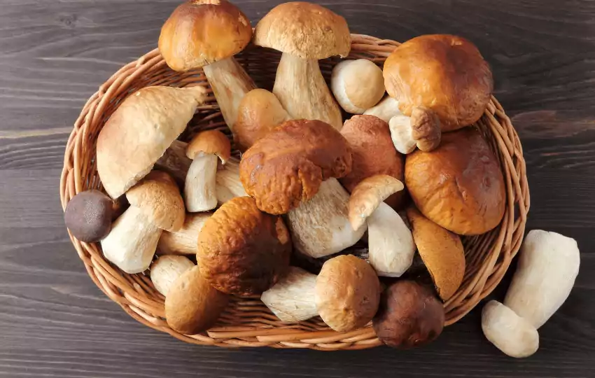 porcini mushrooms have a unique and intense flavor that makes them ideal for many different dishes