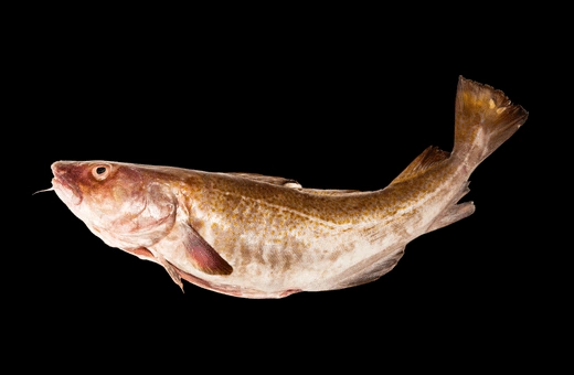 cod fish is a popular alternative for red snapper