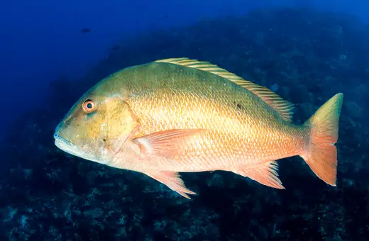 mutton snapper is a good substitute for red snapper