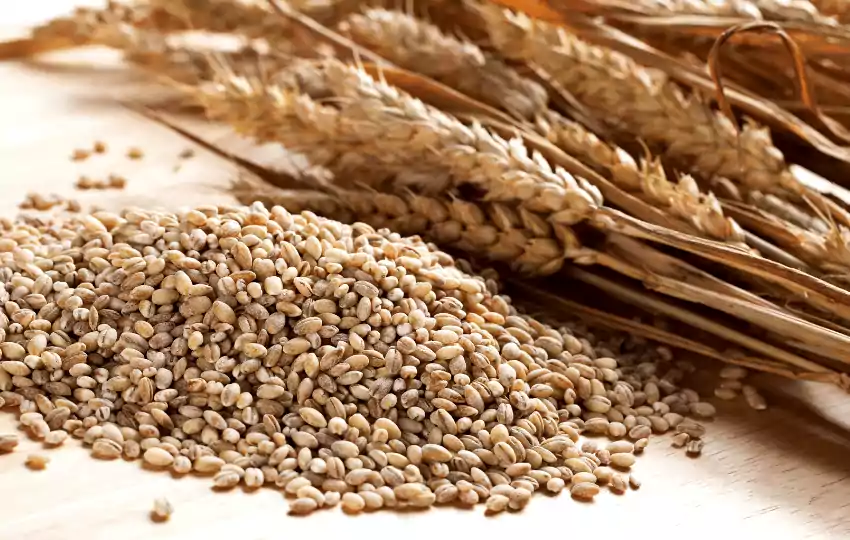 pearl barley is a type of grain that is often used in soups and other dishes