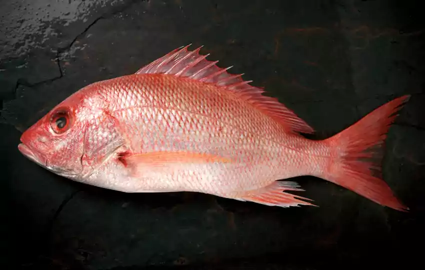 red snapper is often used in seafood recipes but it can also be grilled baked or sautéed