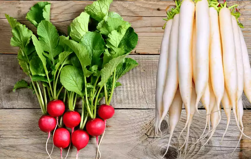 radishes are an excellent addition to salads in many recipe