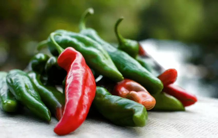 anaheim peppers are a popular choice for recipes