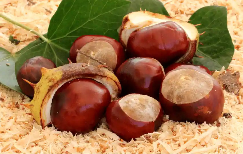chestnuts are usually used in baking and cooking as well as eaten on their own as a snack