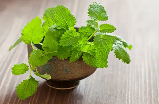 for a lemon pepper substitute look no further than lemon balm