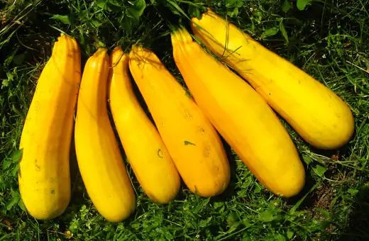 you can substitute yellow squash for butternut squash in the recipe