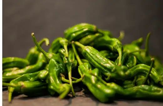 shishito pepper is a great padron peppers substitute 