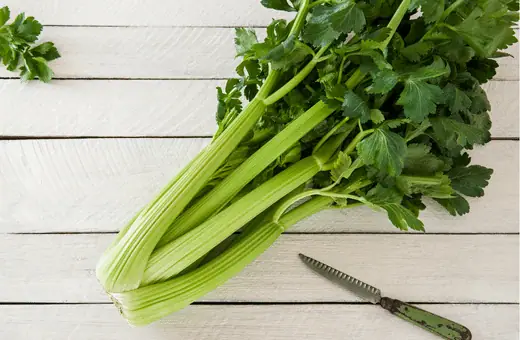 fresh celery leaves are an excellent replacement for cilantro in many dishes