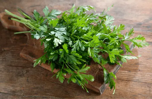 parsley is a great cilantro substitute
