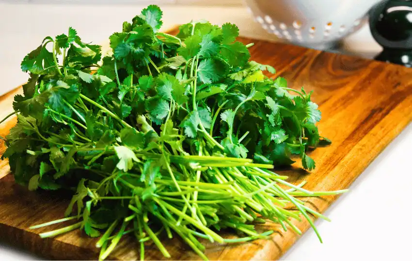 cilantro is an aromatic herb used in many different cuisines from around the world