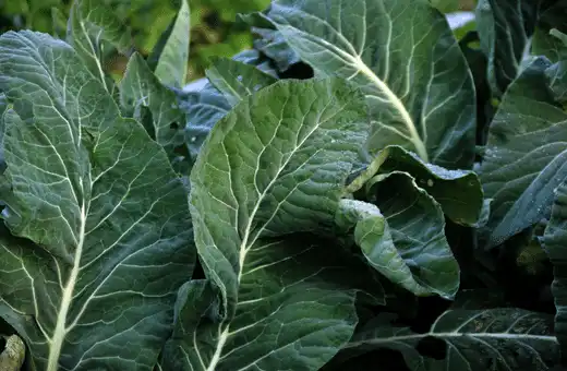 Sound like weird, Right? But you have no idea how cabbage leaves will be delicious after you wrap any vegetable or meat. 