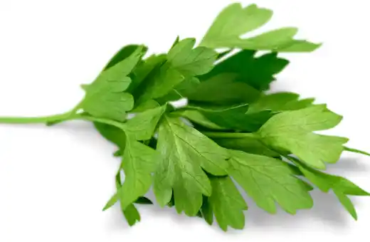 Cilantro is an excellent substitute for epazote