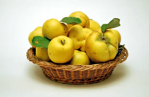 One can use quinces in substitution for Asian pears when cooking, though the flavors will differ slightly.