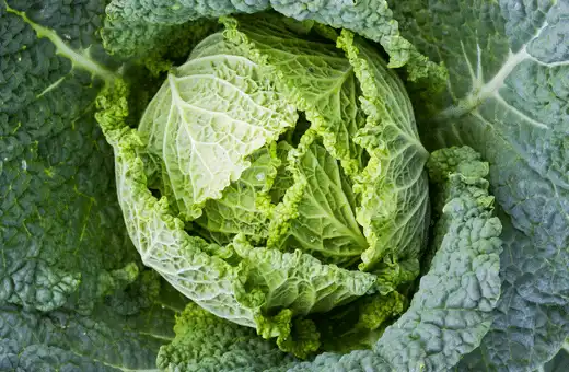 SAVOY CABBAGE is an Excellent alternative for cabbage