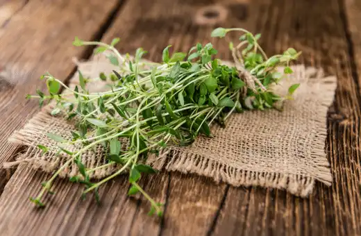 Thyme is one of the best substitutes for Carom seeds that has a similar taste and flavor to ajwain.