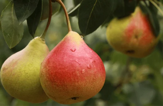 comice pears are an excellent forelle pears substitute