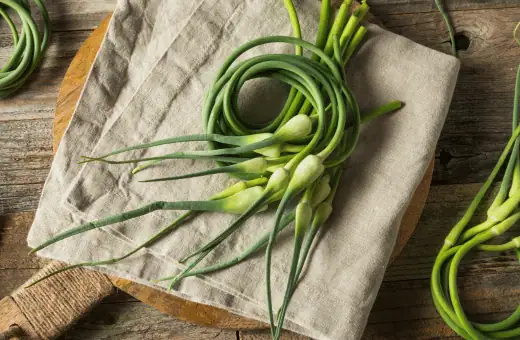 garlic scapes are great as leek substitute