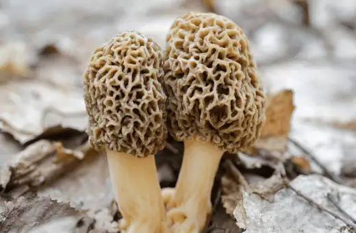 morel mushrooms makes an excellent substitute for oyster mushrooms