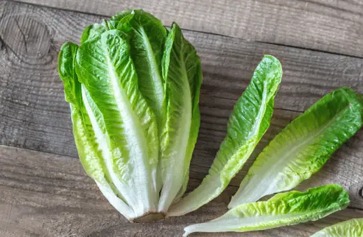 romaine lettuce can work as a substitute for bibb lettuce