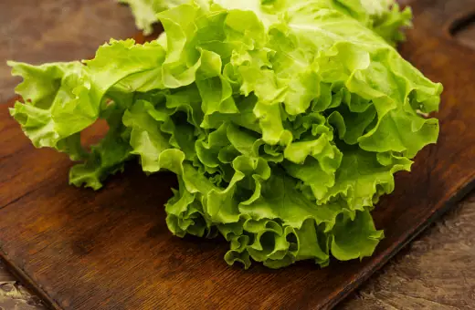 green leaf lettuce is the good substitutes for bibb lettuce
