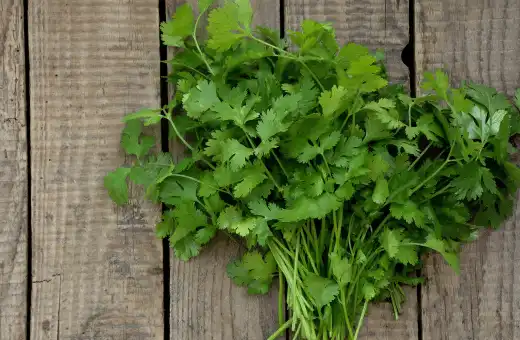 cilantro is a nice substitute for dill in tzatziki