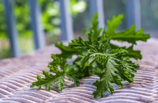 citronella can use as a replacement for pandan leaves