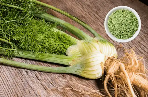 fennel is an excellent celery substitute