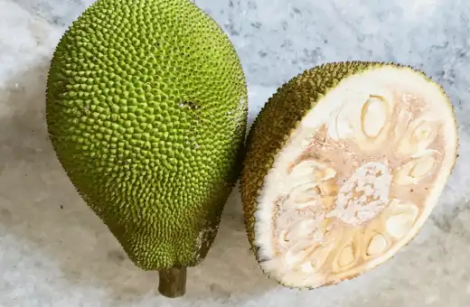 jackfruit is excellent substitute for breadfruit