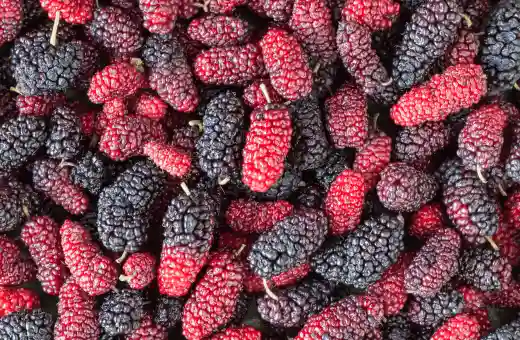 mulberries are good substitutes for strawberries 