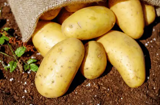 potatoes are great alternatives for yam