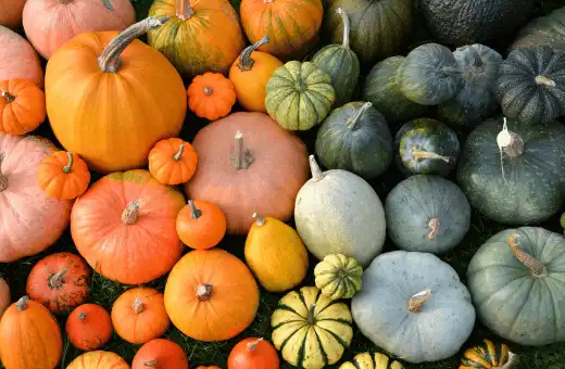 squashes & pumpkins are nice replacements for yam