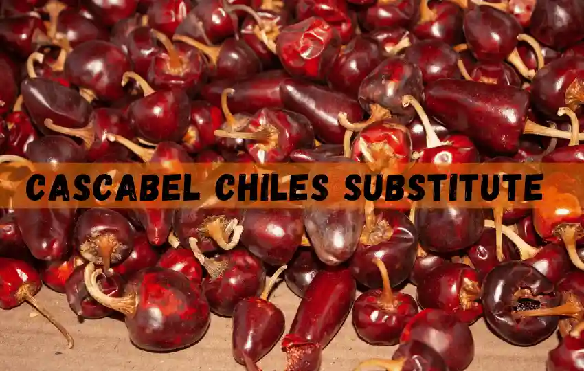 cascabel chiles also known as rattle chiles are a type of dried chili pepper