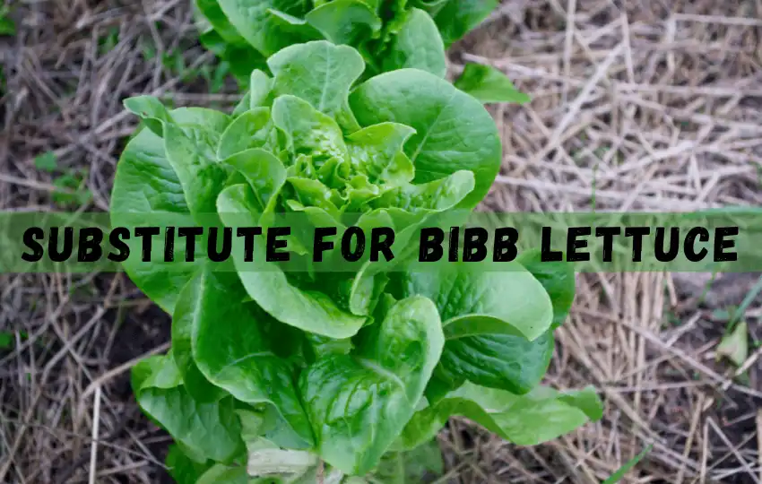 bibb lettuce also known as butterhead lettuce is a type of leafy green vegetable