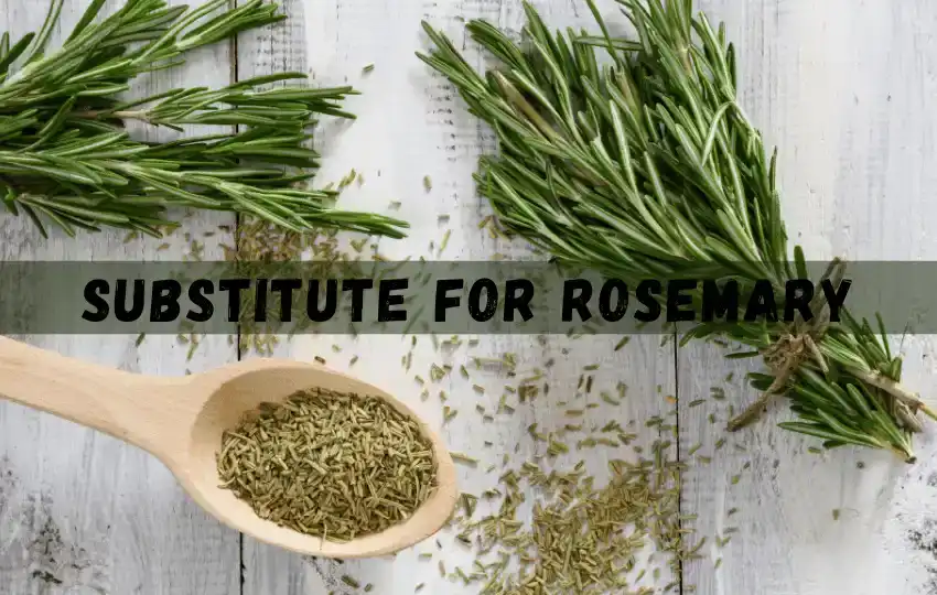 rosemary is a fragrant herb that belongs to the mint family