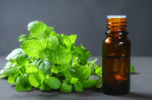 peppermint extract is a great creme de menthe substitute