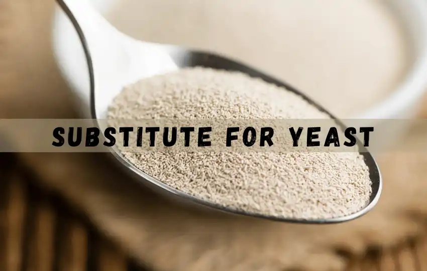 yeast is a single celled organism that belongs to the fungi family
