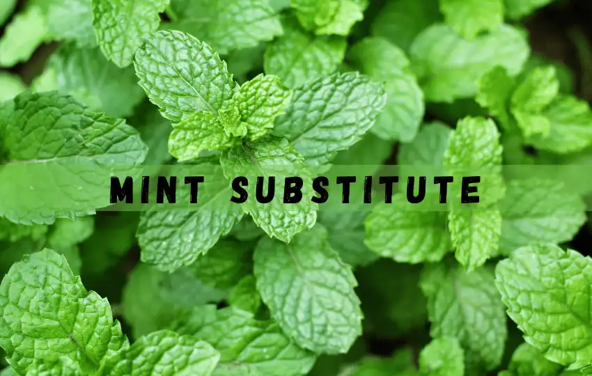 mint is a versatile herb used in various cuisines worldwide
